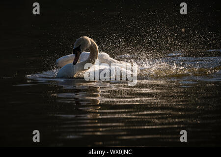 Mute swan (Cygnus olor) baignade, Kent, Angleterre, Royaume-Uni, Europe Banque D'Images