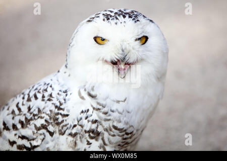 Le harfang des neiges (Nyctea scandiaca, scandiaca Strix, Budo scandiacus), appelant, Germany, Europe Banque D'Images