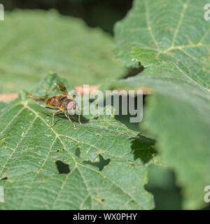 UK Hoverfly sur feuille. Pensé pour être un mâle Eristalis pertinax - l'hoverfly - plutôt que le drone commun Fly / Eristalis tenax. Banque D'Images