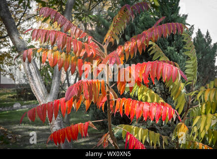 Les feuillus d'ornement plante, appelé sumac Banque D'Images