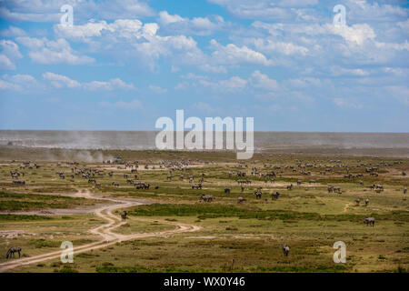 Les zèbres des plaines (Equus quagga), Serengeti Ndutu, classé au Patrimoine Mondial de l'UNESCO, la Tanzanie, l'Afrique de l'Est, l'Afrique Banque D'Images