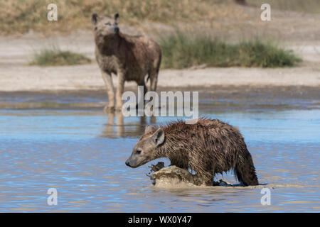 Hyènes (Crocura crocuta) marcher dans l'eau, la Tanzanie, l'Afrique de l'Est, l'Afrique Banque D'Images