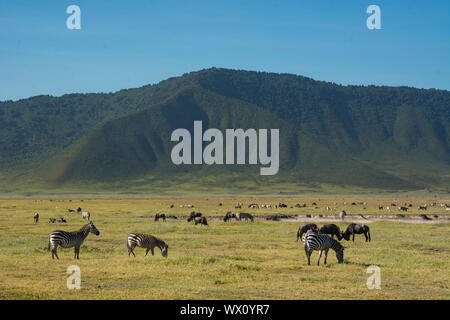 Les zèbres commun (Equus quagga) dans le cratère du Ngorongoro, Ngorongoro Conservation Area, Site du patrimoine mondial de l'UNESCO, la Tanzanie, l'Afrique de l'Est, l'Afrique Banque D'Images