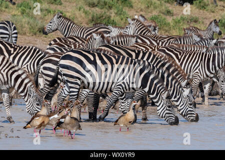 Les zèbres des plaines (Equus quagga), Serengeti Ndutu, classé au Patrimoine Mondial de l'UNESCO, la Tanzanie, l'Afrique de l'Est, l'Afrique Banque D'Images