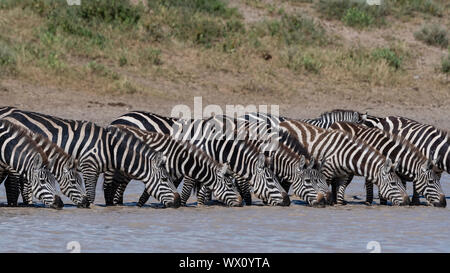 Un troupeau de zèbres des plaines (Equus quagga) boire à Hidden Valley Lake, la Tanzanie, l'Afrique de l'Est, l'Afrique Banque D'Images