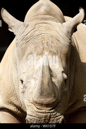 Rhinocéros blanc, carré-lipped rhinoceros, grass rhinoceros (Ceratotherium simum), portrait Banque D'Images
