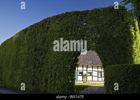 Maison à pans de bois d'un mètre de haut derrière haie avec voûte, Monschau, Eifel, Allemagne, Europe Banque D'Images