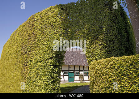 Maison à pans de bois d'un mètre de haut derrière haie avec voûte, Monschau, Eifel, Allemagne, Europe Banque D'Images