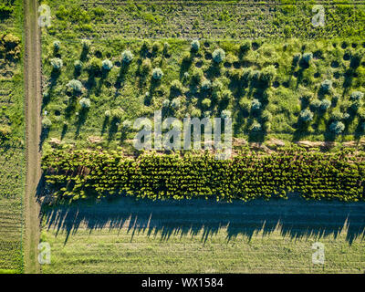 Terrain avec puits et les jeunes arbres pour la culture et la ville de plantation Banque D'Images