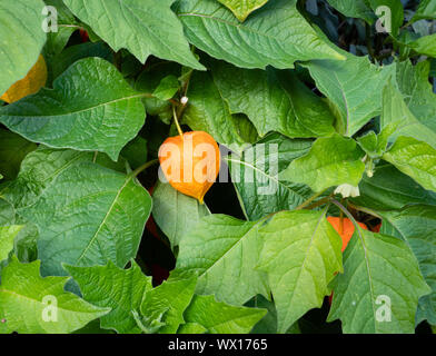 Fruit de fleur ou de vessie lanterne chinoise Physalis alkekengi cerise qui a une membrane enveloppant cherry orange fruits de taille moyenne dans un jardin Anglais UK Banque D'Images