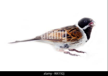 Homme Reed Bunting Emberiza schoeniclus, blackcap (mâle) Banque D'Images