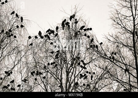 Phoque à capuchon crows recueillies la nuit dans le parc de la ville d'hiver à Banque D'Images