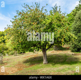 Apple tree dans tous leurs fruits dans le verger d'un jardin Anglais UK Banque D'Images