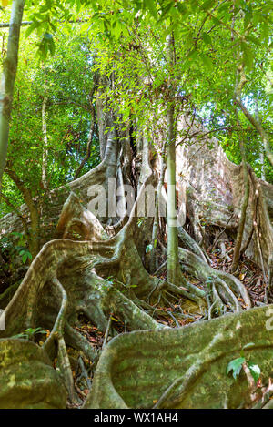 Le parc national de Khao Sok est la plus grande zone de forêt vierge dans le sud de la Thaïlande. Banque D'Images