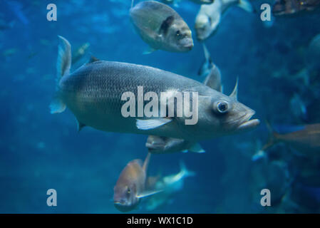 Poissons nageant dans l'eau de mer grand aquarium. Banque D'Images