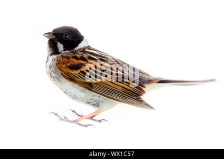 Homme Reed Bunting Emberiza schoeniclus, blackcap (mâle) Banque D'Images