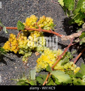 La Geria Lanzarote vignoble sur un sol volcanique noir en Canaries Banque D'Images