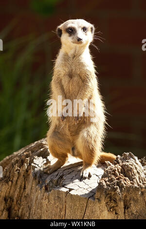 À queue fine, suricate (Suricata suricatta) suricates, debout sur les pattes de fixation et Banque D'Images