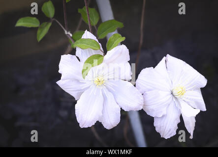 Clematis fleurs blanches sur fond sombre. Banque D'Images