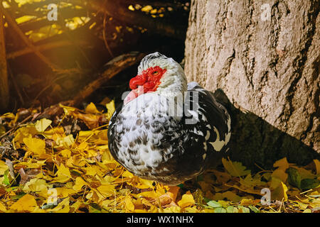 Le canard de Barbarie (Cairina moschata) Banque D'Images