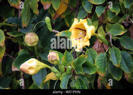 Tasse de vigne d'or, Golden Chalice vine, ou lily Hawaïen Banque D'Images