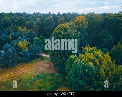 La forêt allemande photographié par drone en couleurs vintage Banque D'Images