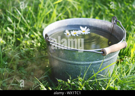 Une fleur marguerite sauvage flotte dans un seau d'eau propre qui est debout dans l'herbe Banque D'Images