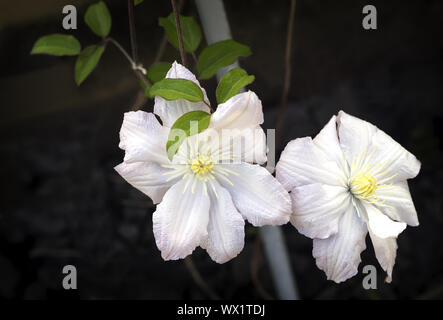 Belles fleurs clématite blanche sur fond sombre. Banque D'Images