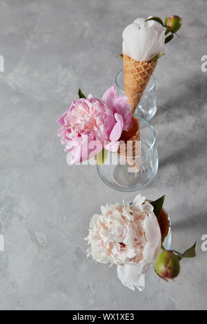 Fleurs de charme d'été sur les dispositifs de la pivoine à tasses verres sur un fond gris. Banque D'Images