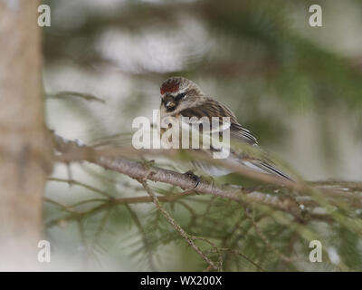 Red-legged Tarin Banque D'Images