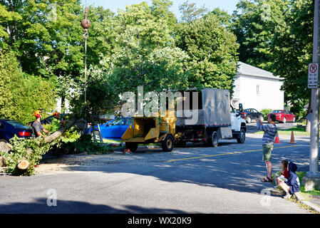 Un chirurgien arbre branches d'alimentation d'un grand orme malade dans un déchiqueteur en arborescence complexe dépose dans une rue de banlieue. Banque D'Images