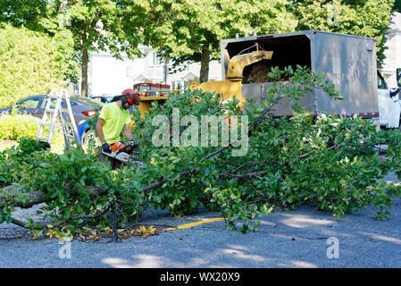Un chirurgien arbre branches d'alimentation d'un grand orme malade dans un déchiqueteur en arborescence complexe dépose dans une rue de banlieue. Banque D'Images