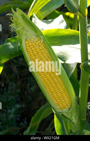 Mature exposés Exposés 2.2 sur un épi de maïs doux (Zea mays) cultivés dans un jardin potager, Berkshire, septembre, Banque D'Images