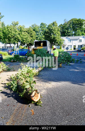 Un chirurgien arbre branches d'alimentation d'un grand orme malade dans un déchiqueteur en arborescence complexe dépose dans une rue de banlieue. Banque D'Images