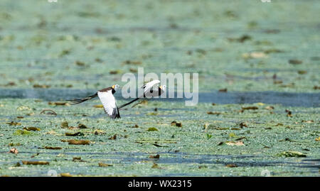 Jacana à queue de faisan en vol Banque D'Images