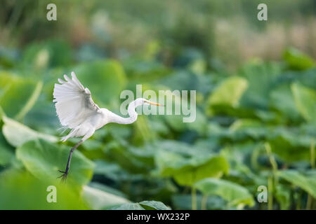 Intermediate egret ardea intermedia Banque D'Images