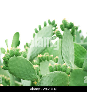 Cactus Banque D'Images