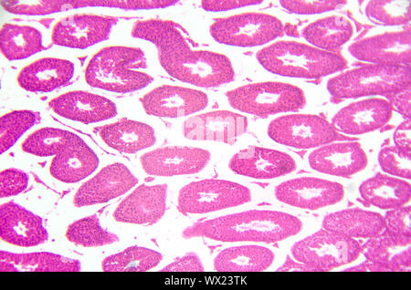 Photographie en microscopie électronique. Les testicules, tubes séminifères, section transversale. Banque D'Images