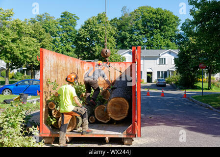 Les chirurgiens de l'arbre de sciage coupe du grand orme malade dans un récipient dans un complexe de dépose de l'arbre dans une rue de banlieue. Banque D'Images