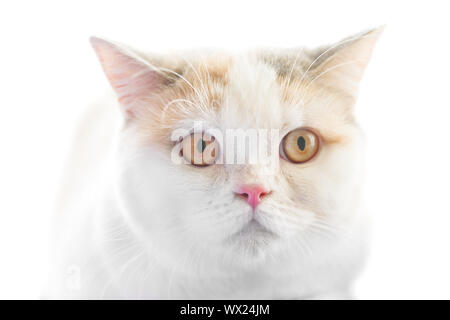 Droit écossais blanc chat purebreed Banque D'Images