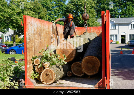 Les chirurgiens de l'arbre de sciage coupe du grand orme malade dans un récipient dans un complexe de dépose de l'arbre dans une rue de banlieue. Banque D'Images