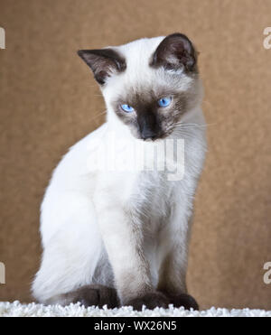 Jeune chat, chaton, Siam oriental group, Mekong bobtail Banque D'Images