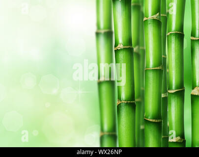 Bamboo Banque D'Images