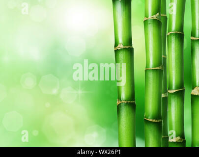 Bamboo Banque D'Images
