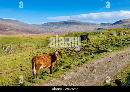 Le bétail de Glen Uig, avec la Trotternish Ridge derrière, près de l'UIG, Isle of Skye, Scotland, UK Banque D'Images