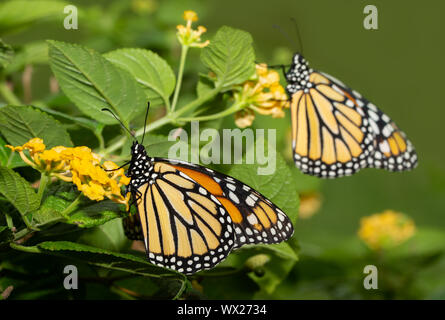 Papillon sur une fleur Lantana jaune, avec un autre monarque sur l'arrière-plan Banque D'Images