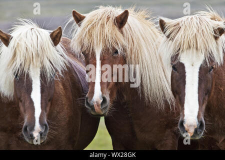 Islandic horse (Equus ferus caballus), trois chevaux Islandais togeher permanent, portrait, Islande Banque D'Images