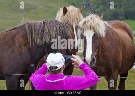 Islandic horse (Equus ferus caballus), femme prend une photo de trois chevaux Islandais, Islande Banque D'Images