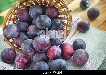 Les prunes mûres dans un grand panier en osier. Banque D'Images