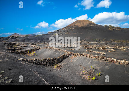 Vignobles de La Geria, Lanzarote, îles Canaries, Espagne Banque D'Images